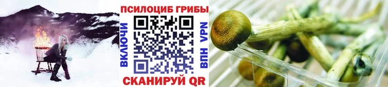 купить наркотики цена  Мураши  Псилоцибиновые грибы прущие грибы 
